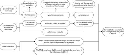 Research progress on moyamoya disease combined with thyroid diseases